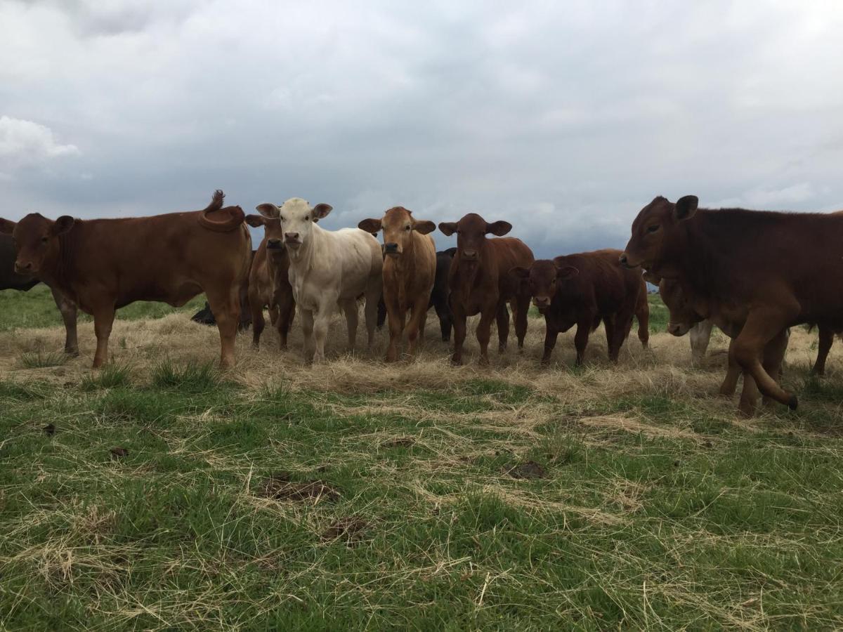 Dewdrop Farm Stay Ermelo Esterno foto