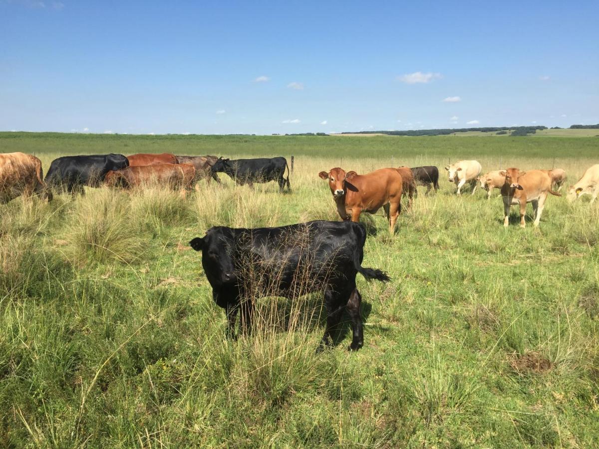 Dewdrop Farm Stay Ermelo Esterno foto