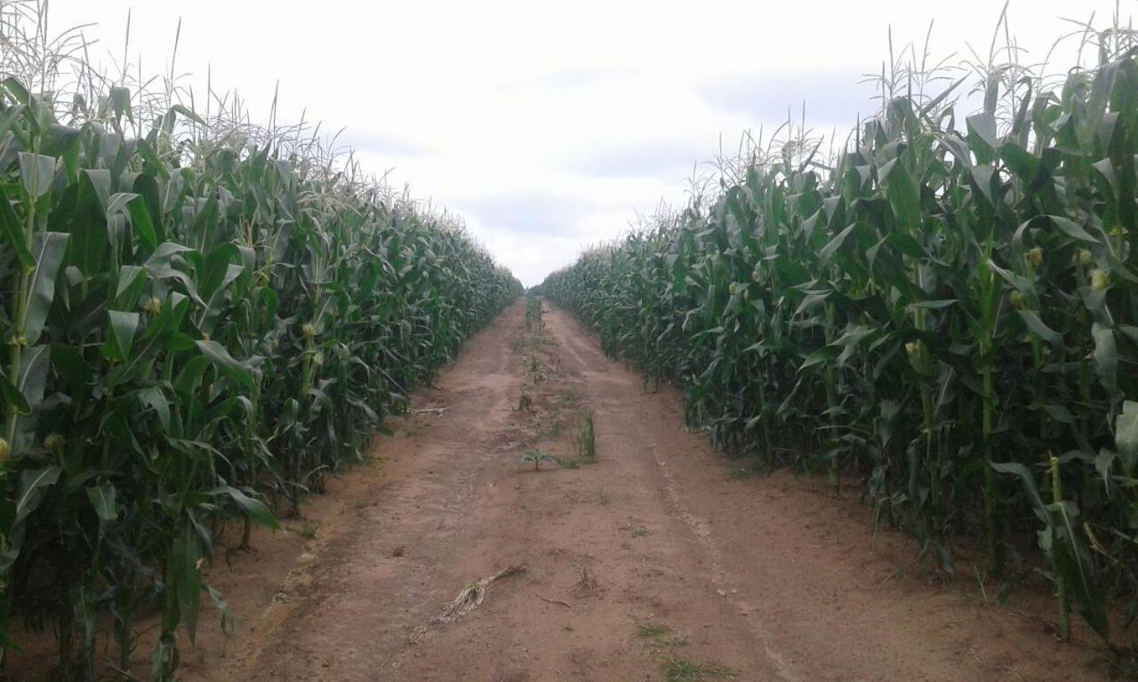 Dewdrop Farm Stay Ermelo Esterno foto
